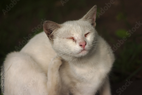 a white stray cat with multicolored eyes