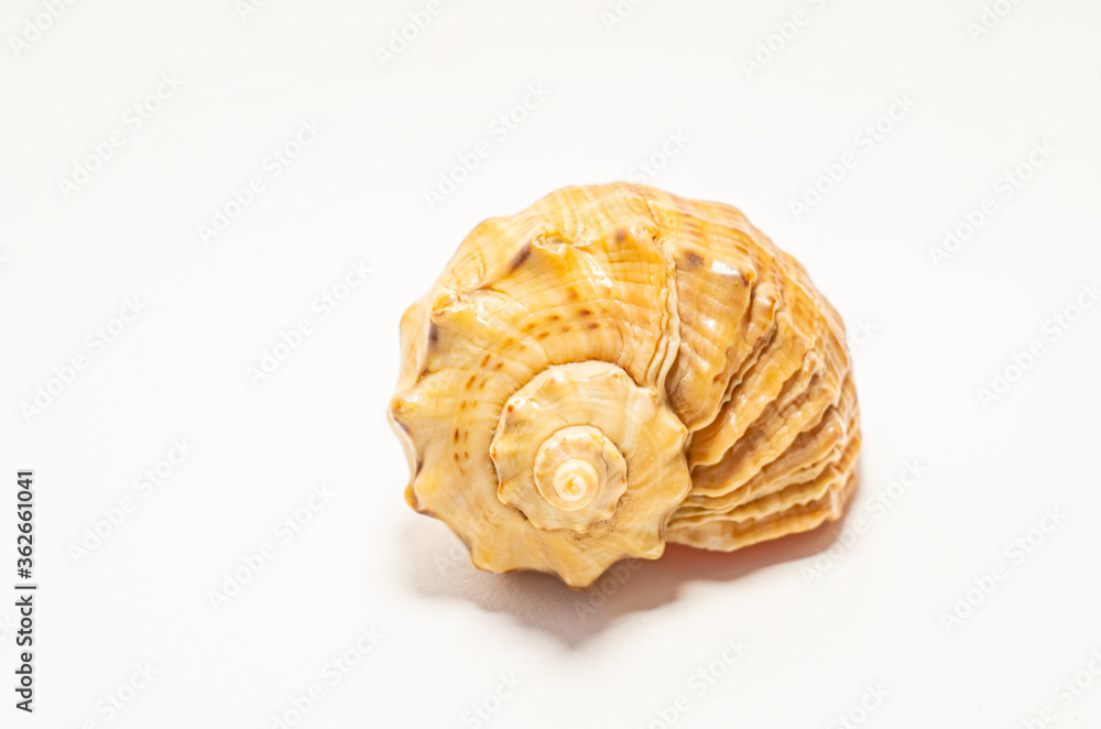 Sea Shell, Isolated On White Background Sea Shell, Isolated On White Background