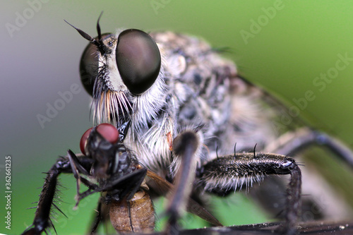 A robberfly (Asilidae sp) is preying on a small insect.