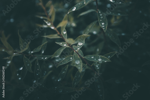 rain drops in close-up on the leaves of the plant