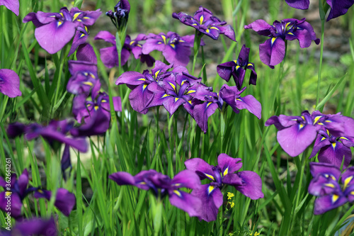 purple iris flower in the garden on a green background