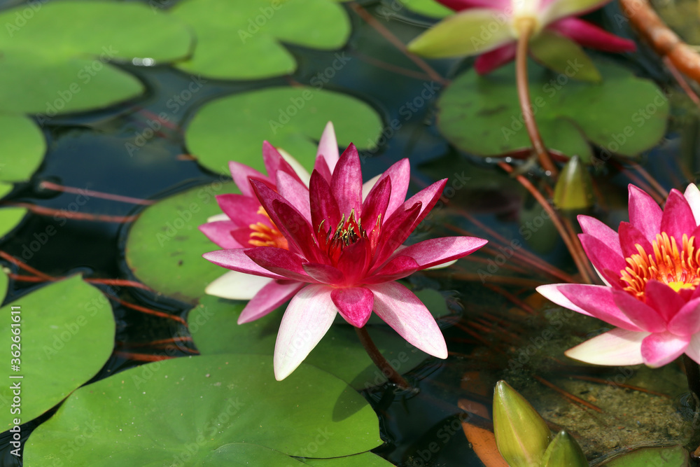 blooming lotus in the water, natural background blooming lotus in the water, natural background
