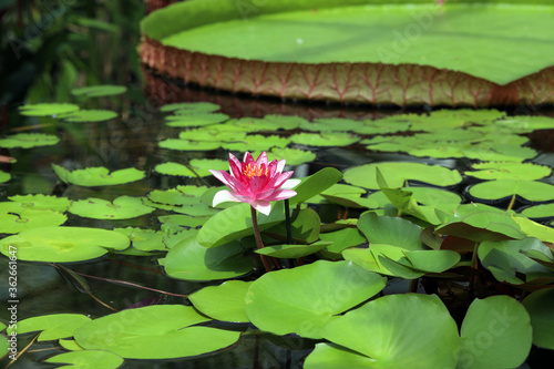 tropical water lily victoria amazon photo