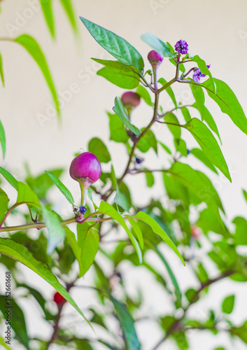 Closeup purple ornamental pepper with green leaves.