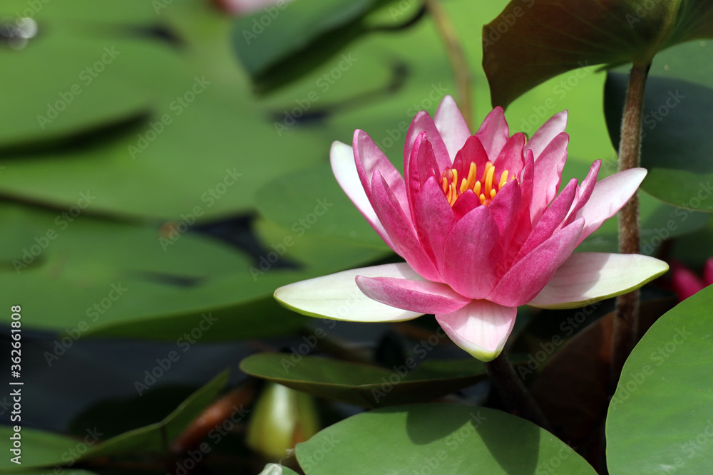 blooming lotus in the water, natural background blooming lotus in the water, natural background