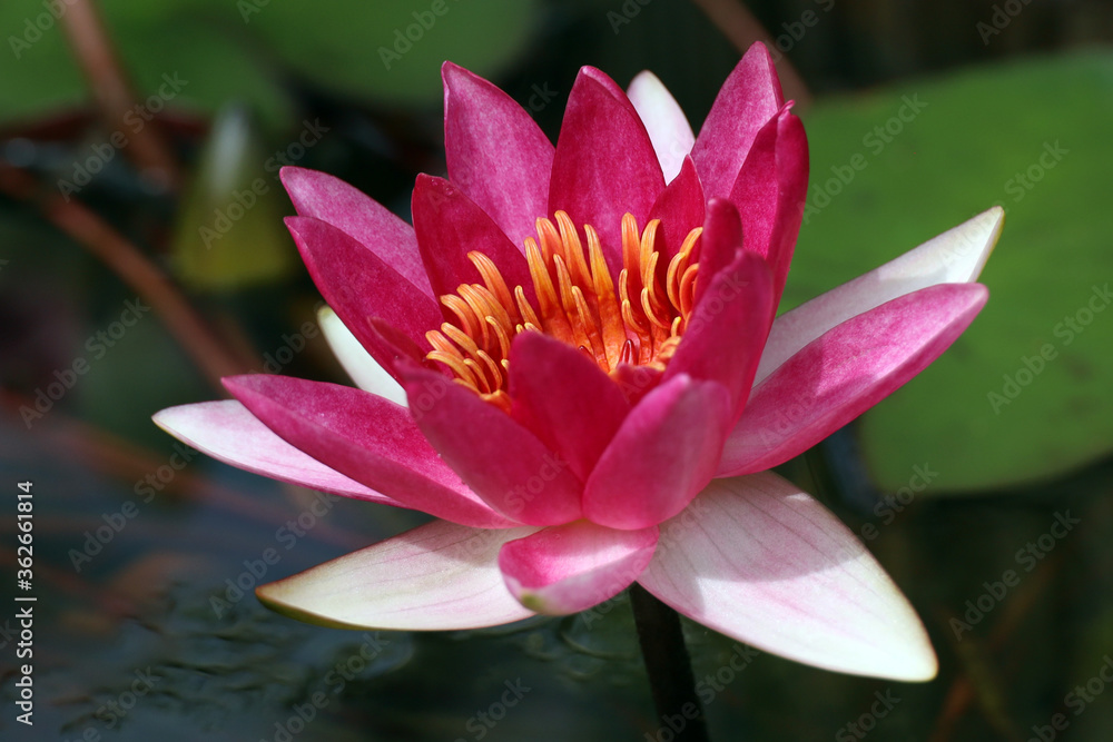 blooming lotus in the water, natural background blooming lotus in the water, natural background
