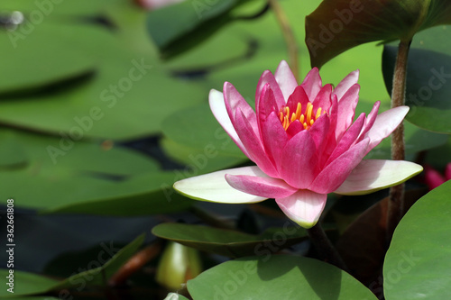 blooming lotus in the water, natural background