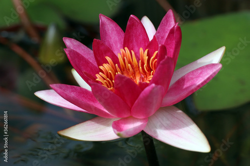 blooming lotus in the water, natural background