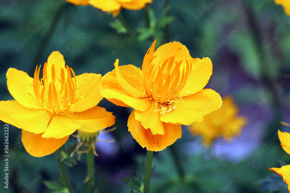 floral background, bright yellow blooming flowers floral background, bright yellow blooming flowers
