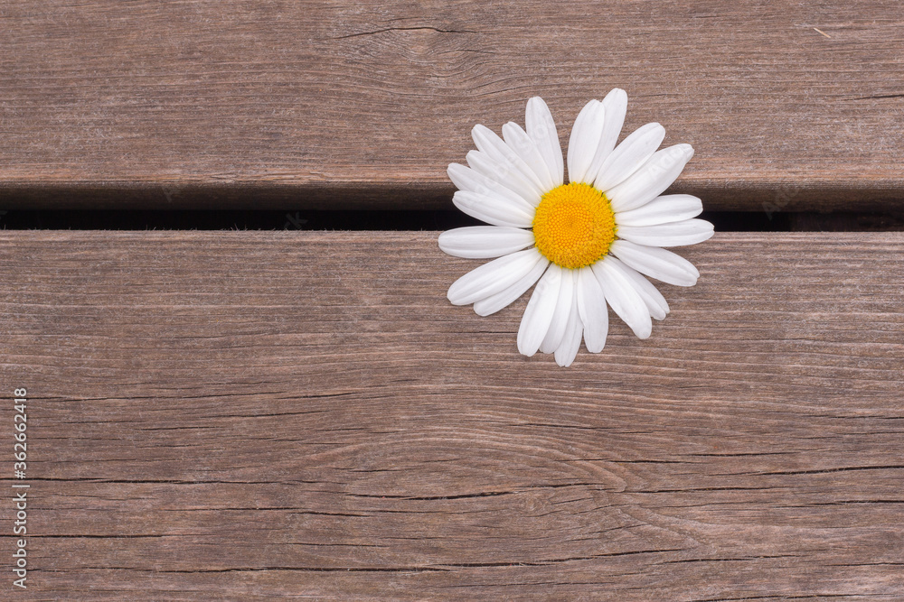 Obraz premium white Daisy in the garden on a wooden background
