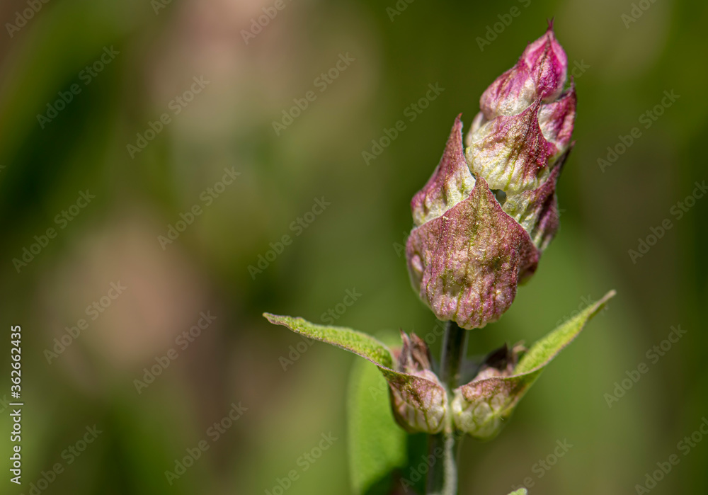Salvia officinalis. Sage bud before starting blossom close up view Salvia officinalis. Sage bud before starting blossom close up view