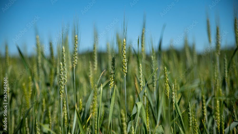 Cereal field, wheat, rye, still green, early spring
Cereal field, wheat, rye, still green, early spring