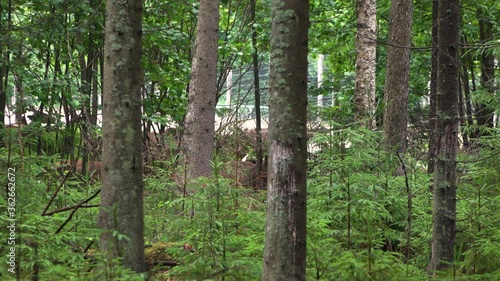 Deer run through the forest