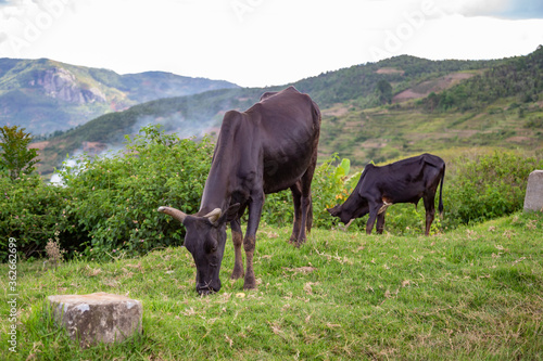 Zebu cattle in the pasture on the island of Madagascar