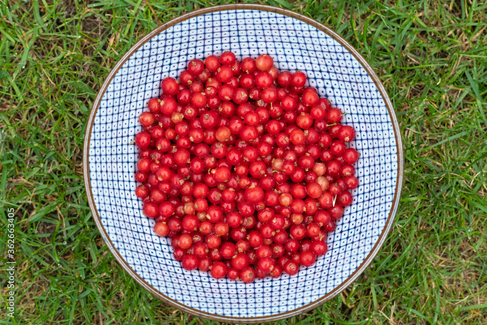 Red currants in a bowl Red currants in a bowl