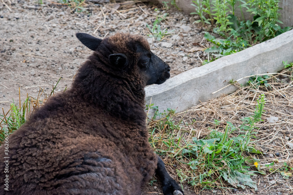 Fototapeta premium Mouton noir