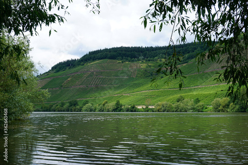 Blick über die Mosel auf die Weinberge am anderen Ufer in Rheinland Pfalz