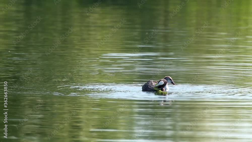 Eurasian coot with chick, common coot feeding. Water birds eating and diving on mirror green lake water surface. Wildlife birds watching Eurasian coot with chick, common coot feeding. Water birds eating and diving on mirror green lake water surface. Wildlife birds watching
