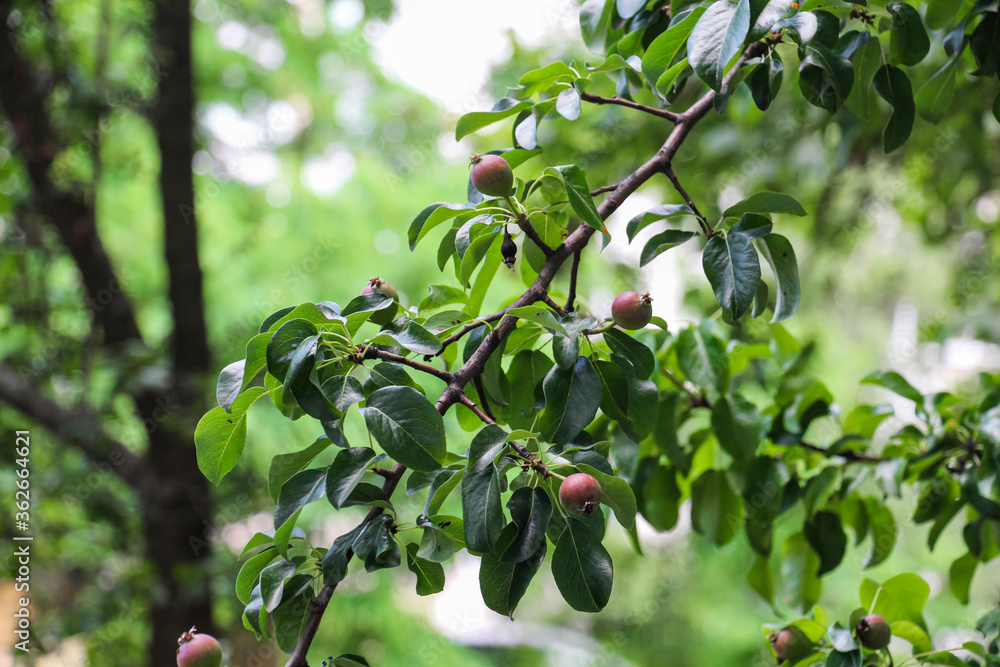 Little unripe pears close-up on a branch with leaves. Fruit growth. Horticulture in agriculture. Homegrown natural healthy fruits.