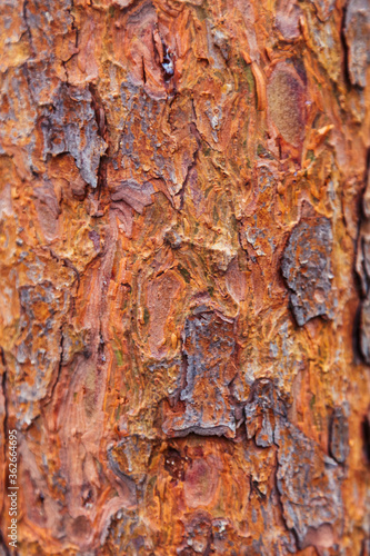 The texture of coniferous wood. the bark of the tree is near-the.