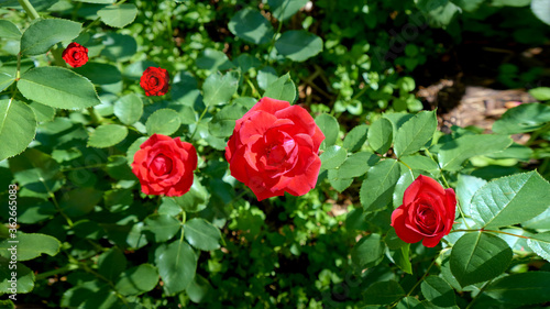 red rose buds on a blurred green background of flower beds in a city park