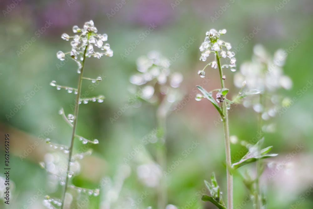 dew on flowers, grass in spring after rain summer green dew on flowers, grass in spring after rain summer green