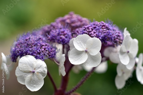 Wallpaper Mural Blüte einer rauen Hortensie Torontodigital.ca