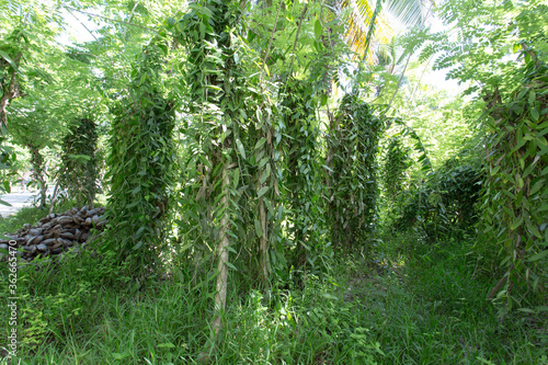 A vanilla plantation