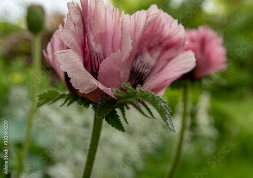 Poppy (papaver) blossoms in garden bright color photo