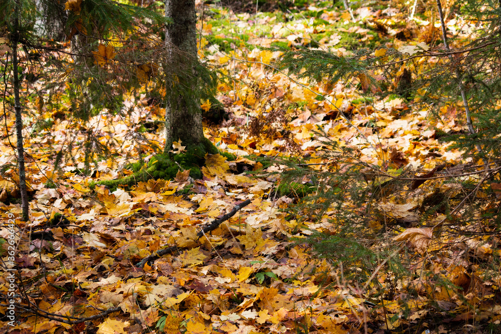 Yellow autumn leaves in a forrest