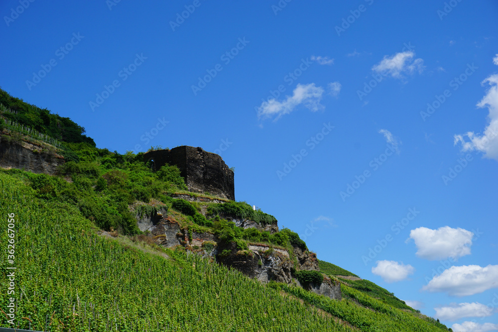 Ein Blick auf die Ruine Rosenburg bei Zeltingen-Rachtig umgeben von Weinreben - A view of the ruins of Rosenburg near Zeltingen-Rachtig surrounded by grapevines