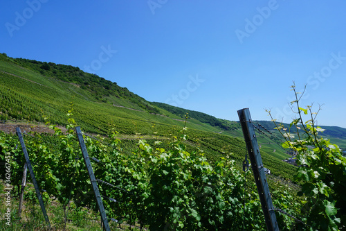 Fernblick über die Weinberge an der Mosel in Rheinland Pfalz mit blauem Himmel photo