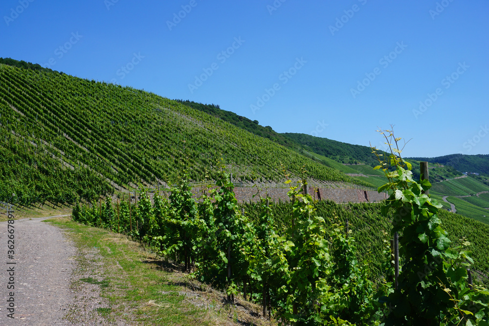 Ein Blick über die Weinberge an der Mosel in Rheinland Pfalz - 
A view over the vineyards on the Moselle in Rhineland Palatinate -