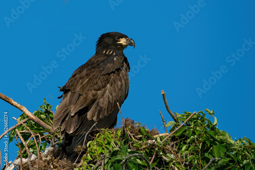 Perched Juvenile Bald Eagle