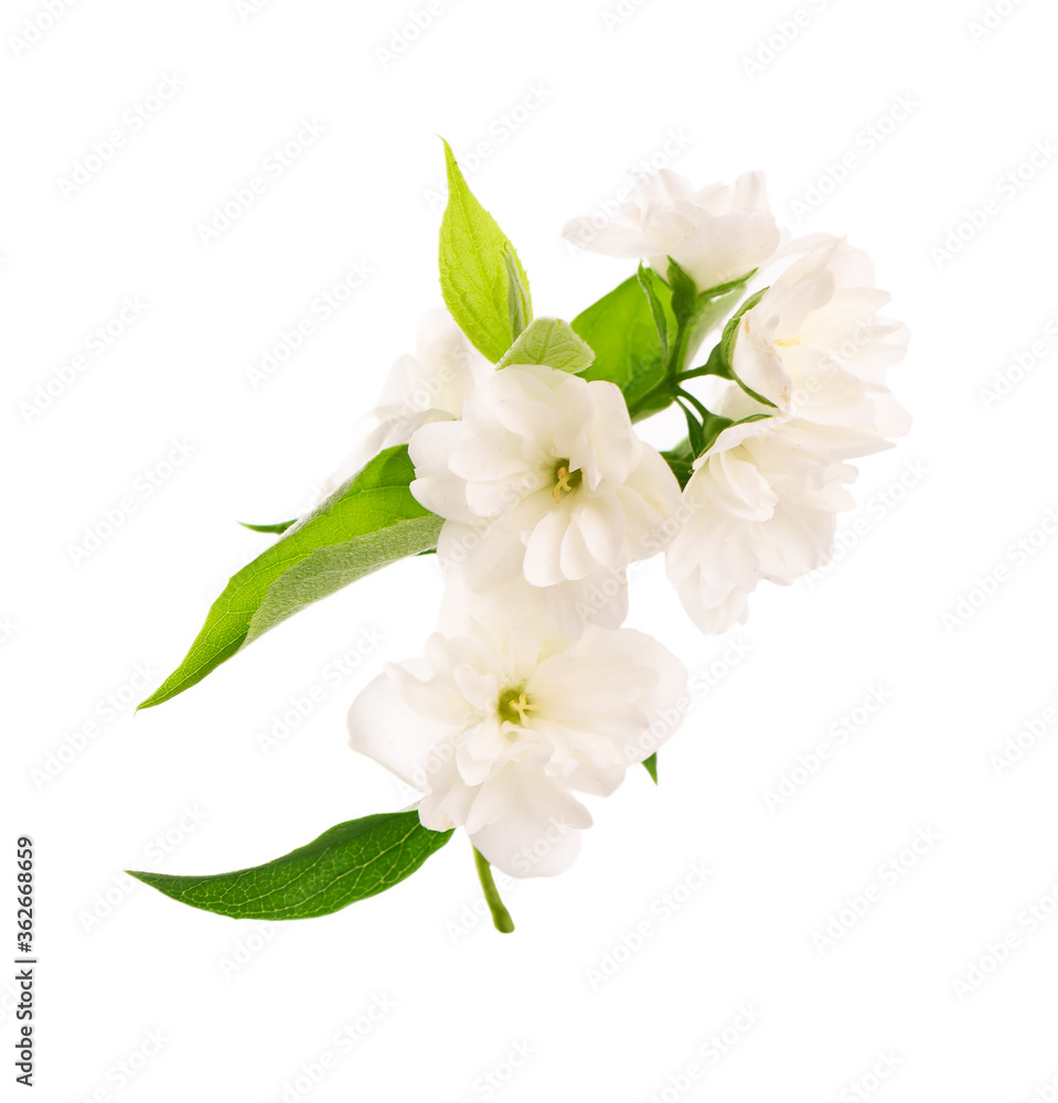 Fototapeta premium Jasmine flowers isolated on white background. Jasmine branch.