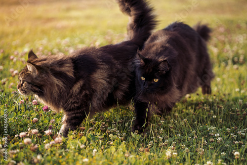 Female and male maine coon cats walking together in the field
