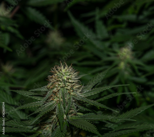White Russian and S.A.G.E. variety of marijuana flower under LED lights
