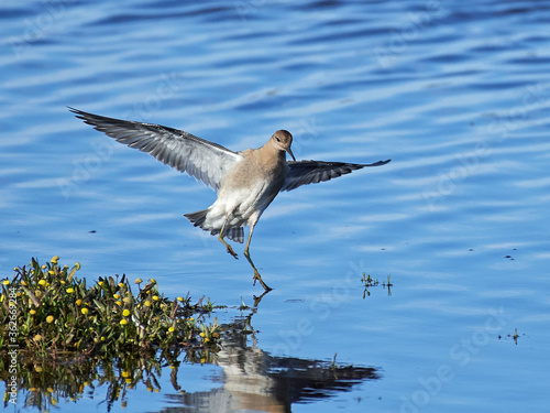 Ruff  Calidris pugnax  in its natural enviroment in Denmark