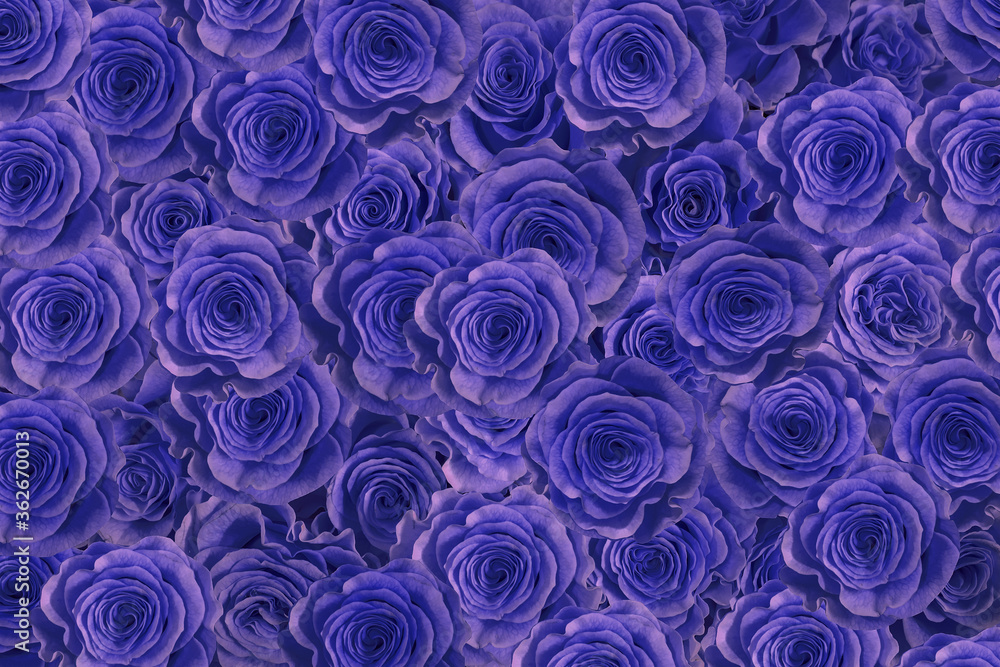blue black roses. blue black roses.