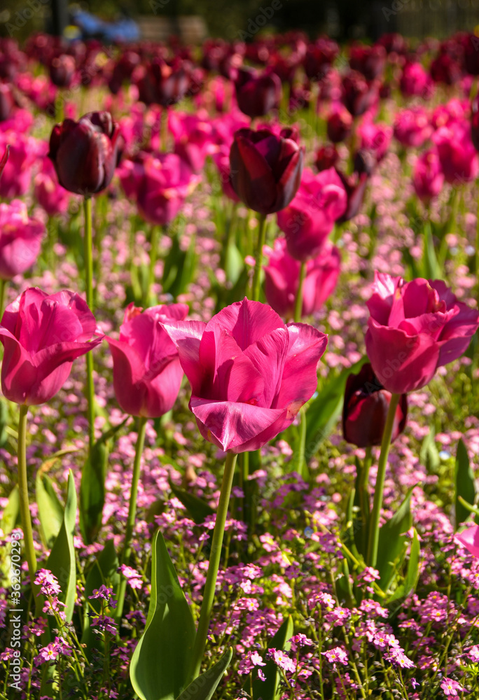 Close up of a pink tulip with dark red tulips in the background