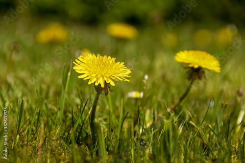 Close up view of a dandelion flower on a background of green grass with other dandelions blurred in background