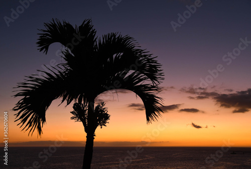 Silhouette of a palm tree against a sunset sky