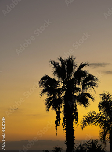 Silhouette of a palm tree against a sunset sky