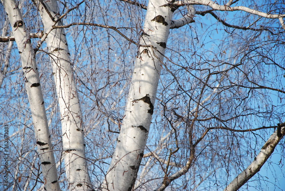 Obraz premium birch tree trunks