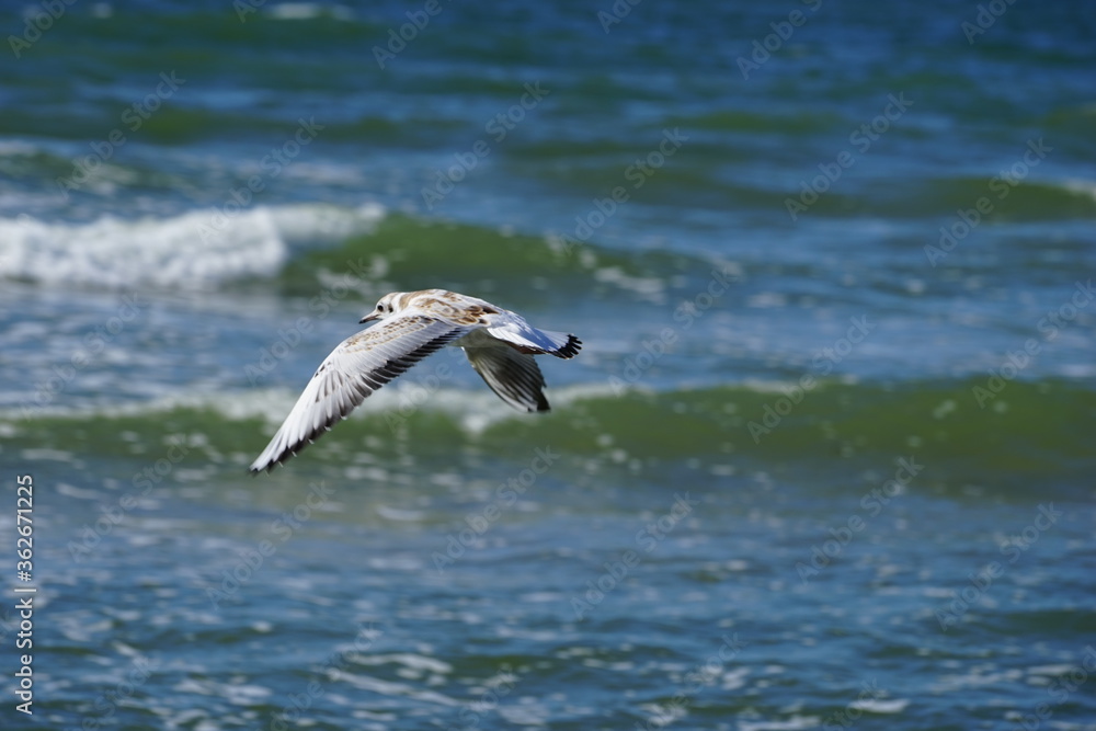 seagull in flight seagull in flight