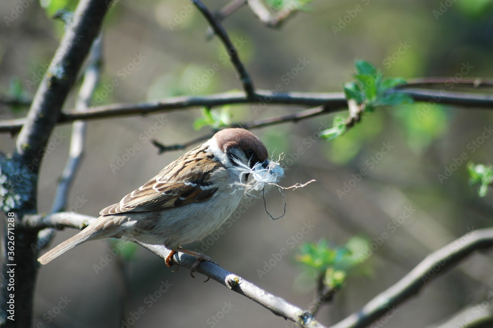 Obraz premium robin on a branch