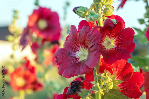 Alcea Rosea in red color. Popular garden ornamental plant Malva or Hollyhock.