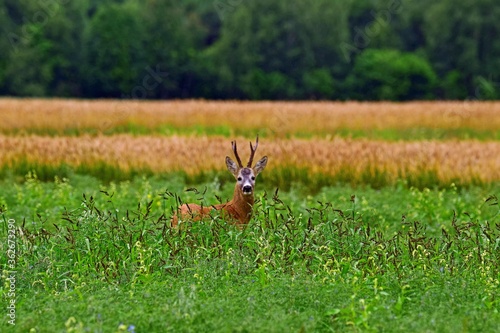Fototapeta Naklejka Na Ścianę i Meble -  Dzika natura