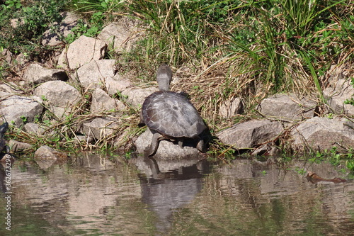 turtle in the pond