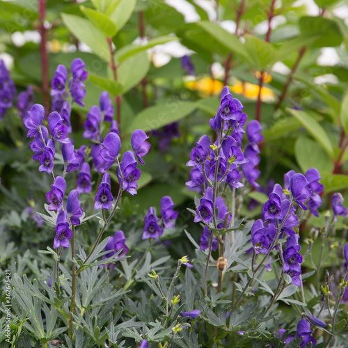 Bell Flowers in Alaskan Gardens photo